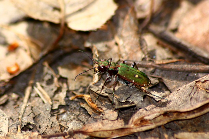 Cicindela campestris femmina